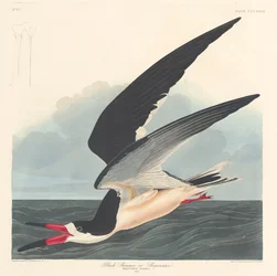 Schwarzer Skimmer, 1836